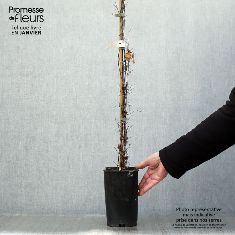 Amostra de Clématite Sparkler Pot de 2L/3L tal como entregue no inverno