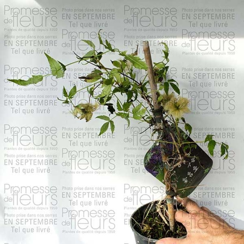 Exemplo de amostra de Clematis Spiky - Clematite Vaso de 2 L/3 L tal como entregue