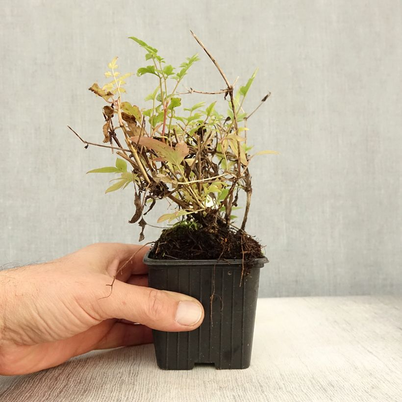 Amostra de Clematis tibetana subsp. tangutica Vaso de 8/9 cm tal como entregue no outono