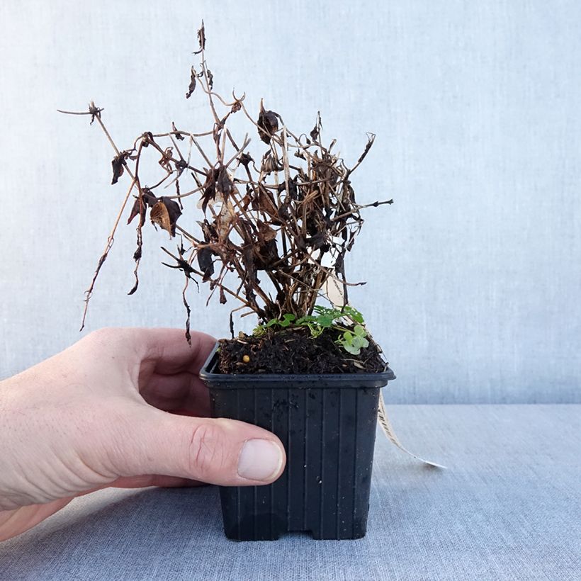 Amostra de Clematis tibetana subsp. tangutica Vaso de 8/9 cm tal como entregue no inverno