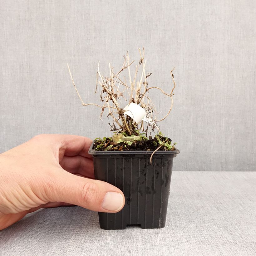 Amostra de Clematis tibetana subsp. tangutica Vaso de 8/9 cm tal como entregue na primavera