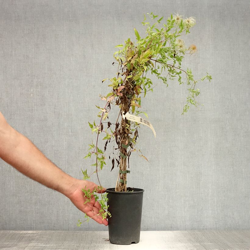 Amostra de Clematis tibetana subsp. tangutica Vaso de 1,5 L/2 L tal como entregue no verão