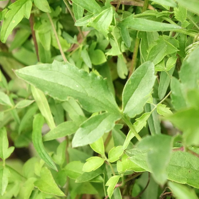 Clematis tibetana subsp. tangutica (Folhagem)