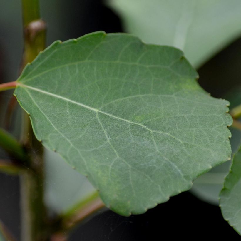 Clematis The Vagabond (Folhagem)