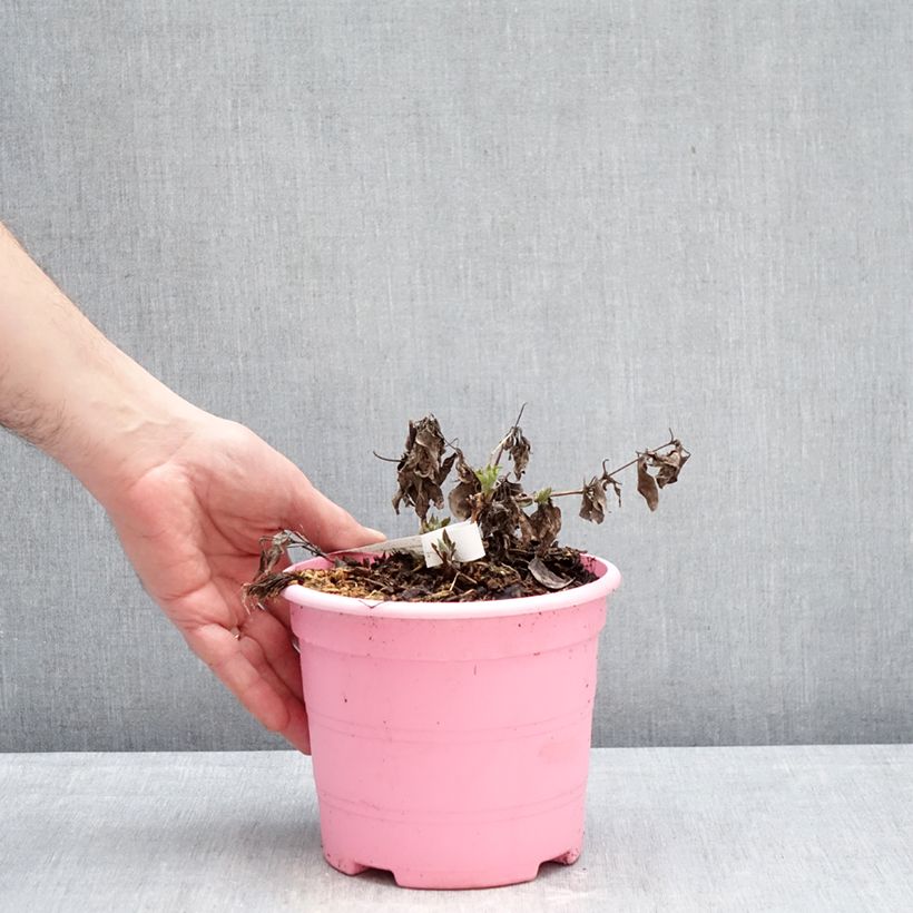 Amostra de Clematis Tranquilite Vaso de 2 L/3 L tal como entregue no inverno