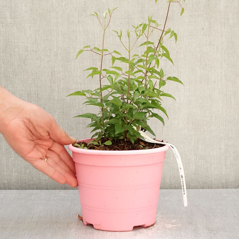 Amostra de Clematis Tranquilite Vaso de 2 L/3 L tal como entregue na primavera