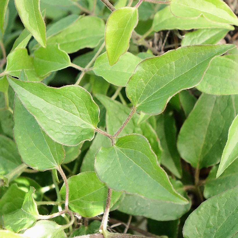 Clematis Tranquilite (Folhagem)