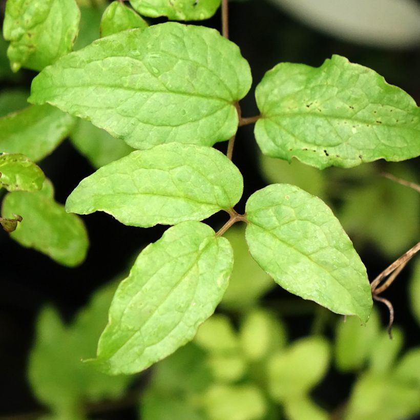 Clematis viticella Dark Eyes (Folhagem)