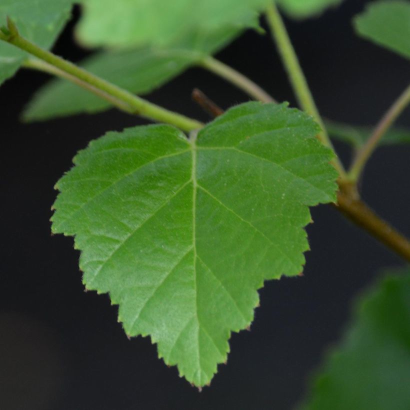 Clematis viticella I am Lady J (Folhagem)