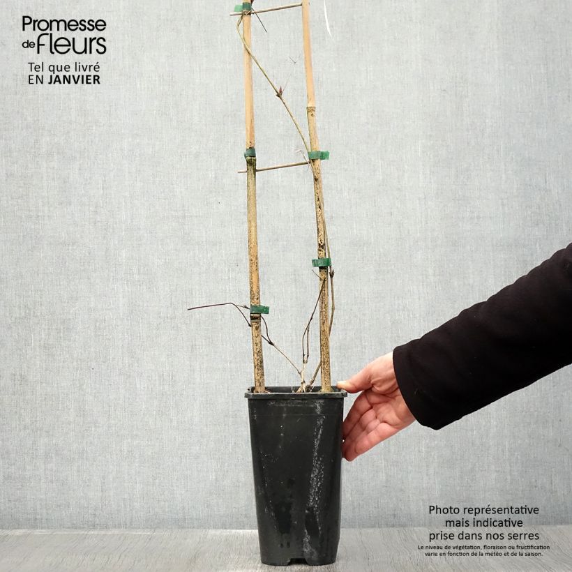 Amostra de Clématite viticella John Howells Vaso de 2 L/3 L tal como entregue no inverno