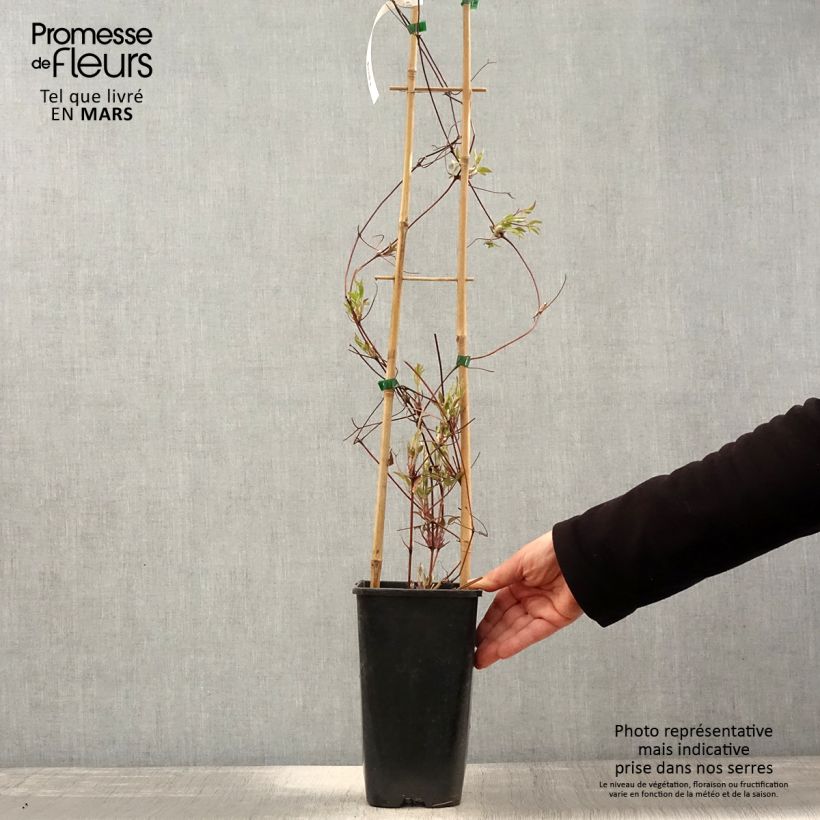 Amostra de Clematis viticella John Howells Vaso de 2 L/3 L tal como entregue na primavera