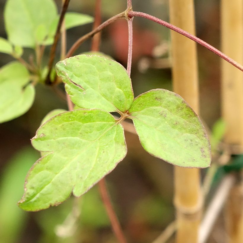 Clematis viticella John Howells (Folhagem)