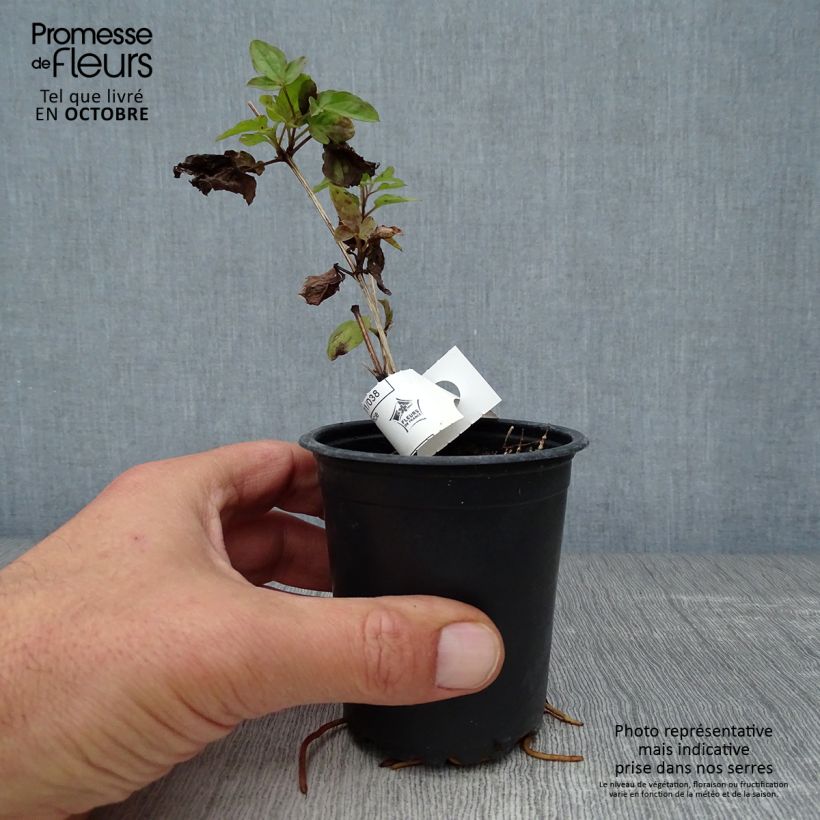 Amostra de Clematis viticella Purpurea Plena Elegans Vaso de 8/9 cm tal como entregue no outono