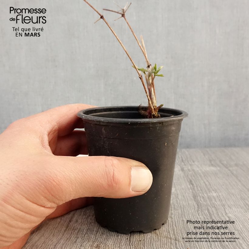 Amostra de Clematis viticella Purpurea Plena Elegans Vaso de 8/9 cm tal como entregue na primavera