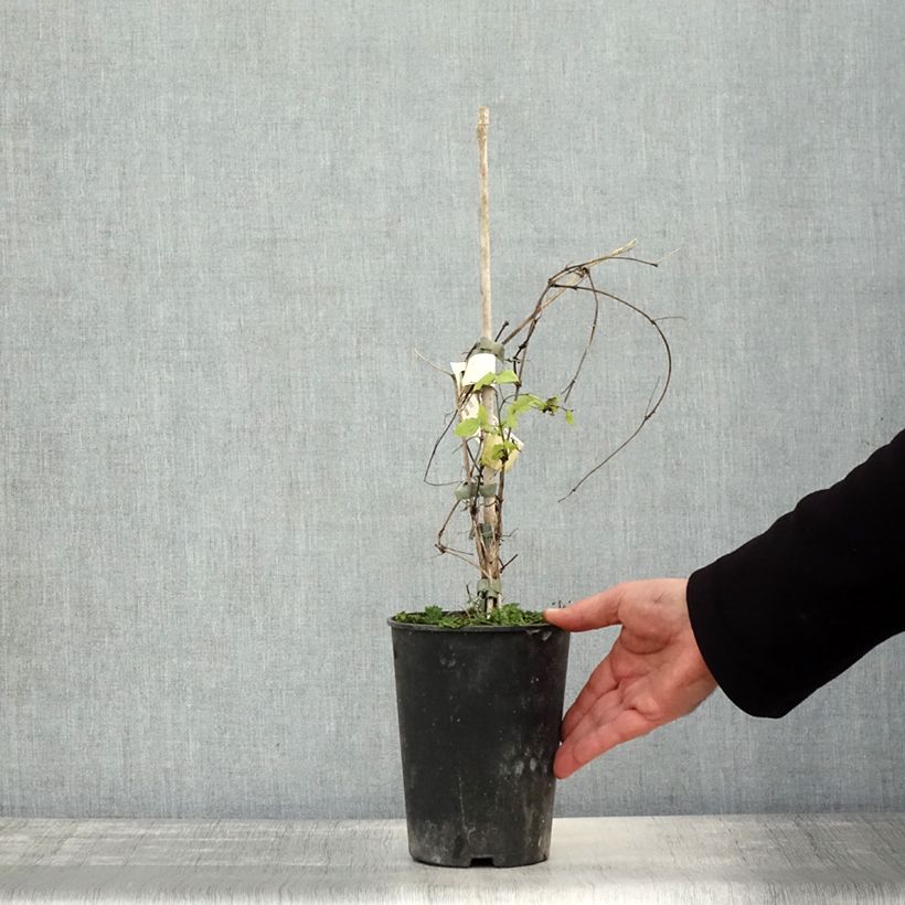 Amostra de Clematis viticella Purpurea Plena Elegans Vaso de 2 L/3 L tal como entregue no outono