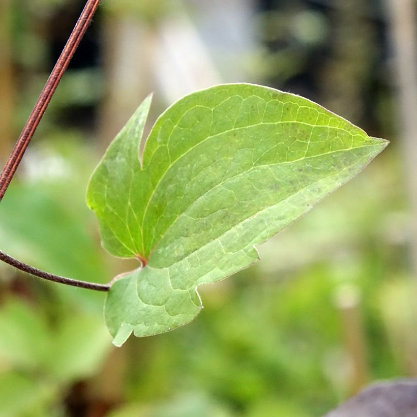Clematis Vostock (Folhagem)