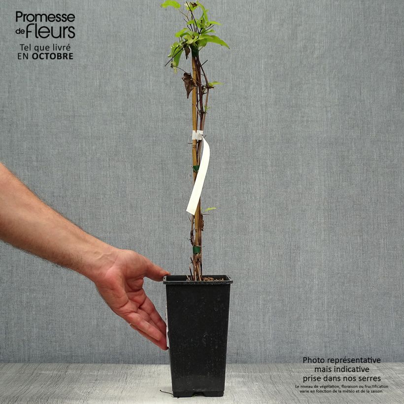 Amostra de Clematis Wildfire Vaso de 1,5 L/2 L tal como entregue no outono