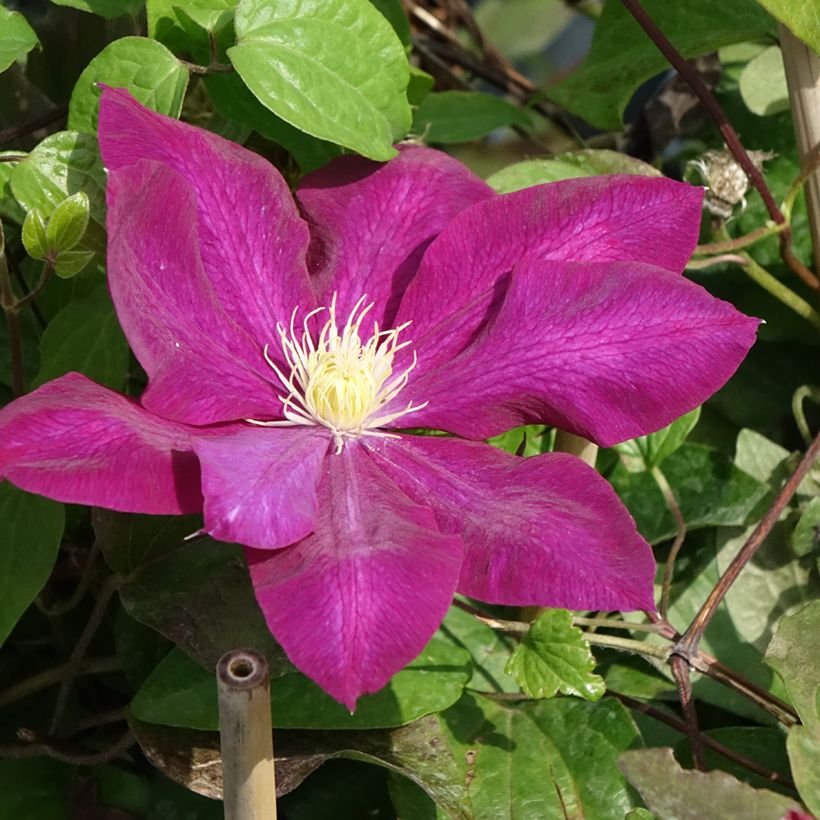 Clematis Wildfire (Floração)