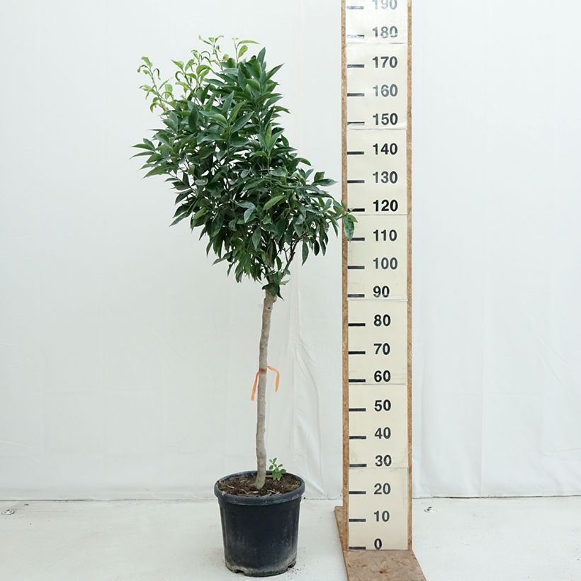 Amostra de Clementineira - Citrus x clementina Vaso de 18 L/20 L, Meia haste tal como entregue no outono