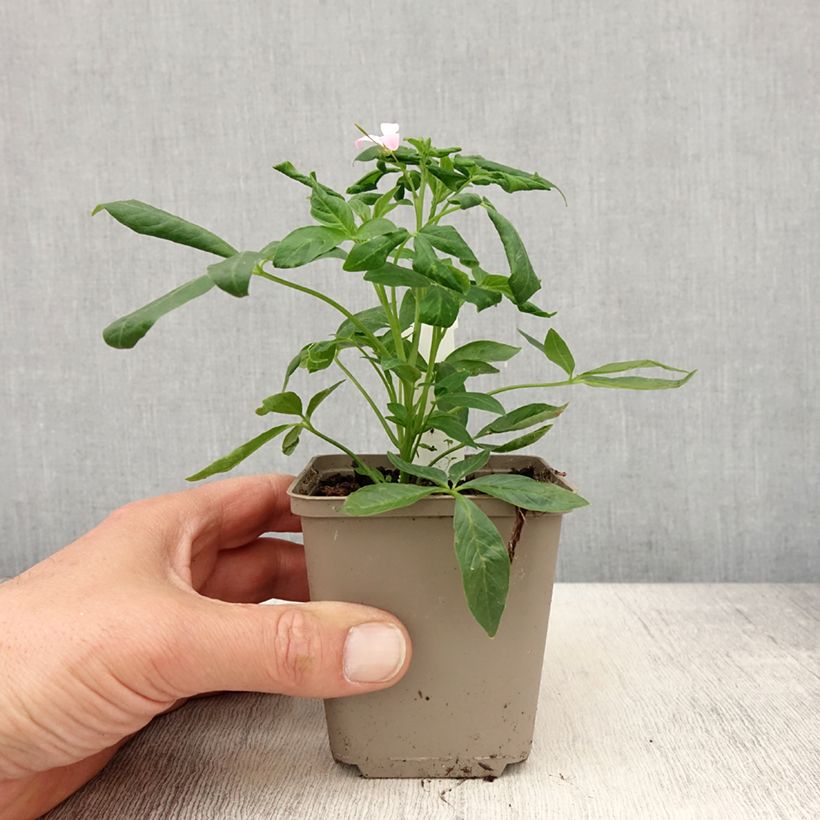 Amostra de Cléome Senorita Carolina Vaso de 8/9 cm tal como entregue na primavera