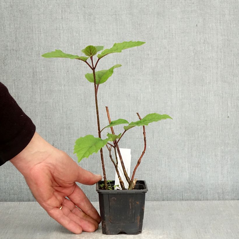 Amostra de Clerodendro bungei Vaso de 8/9 cm tal como entregue na primavera