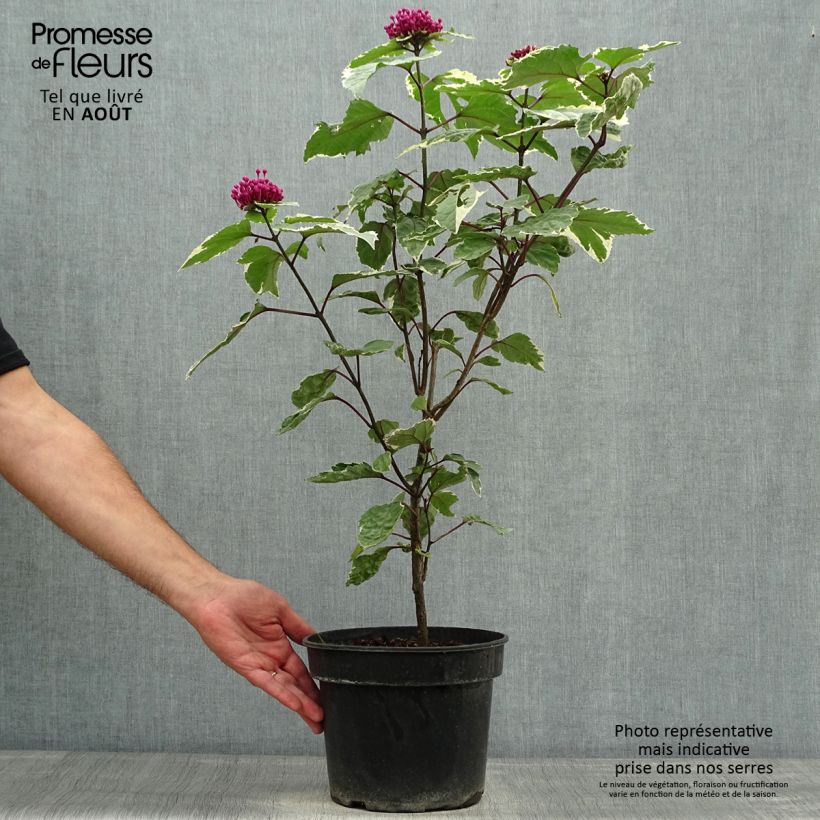 Amostra de Clerodendro bungei Pink Diamond Vaso de 3 L/4 L tal como entregue no verão