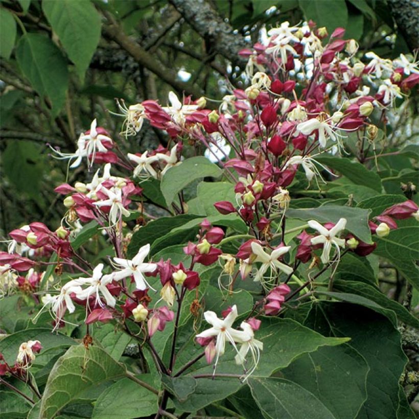Clerodendrum trichotomum (Floração)