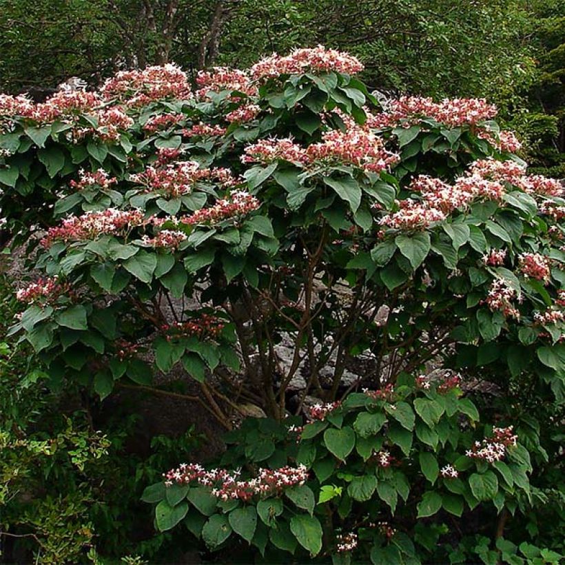 Clerodendrum trichotomum (Hábito)