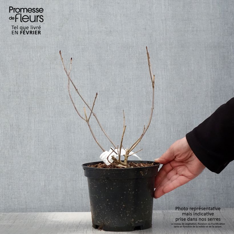 Amostra de Clerodendrum trichotomum Variegatum - Arbre du Clergé Vaso de 3 L/4 L tal como entregue no inverno