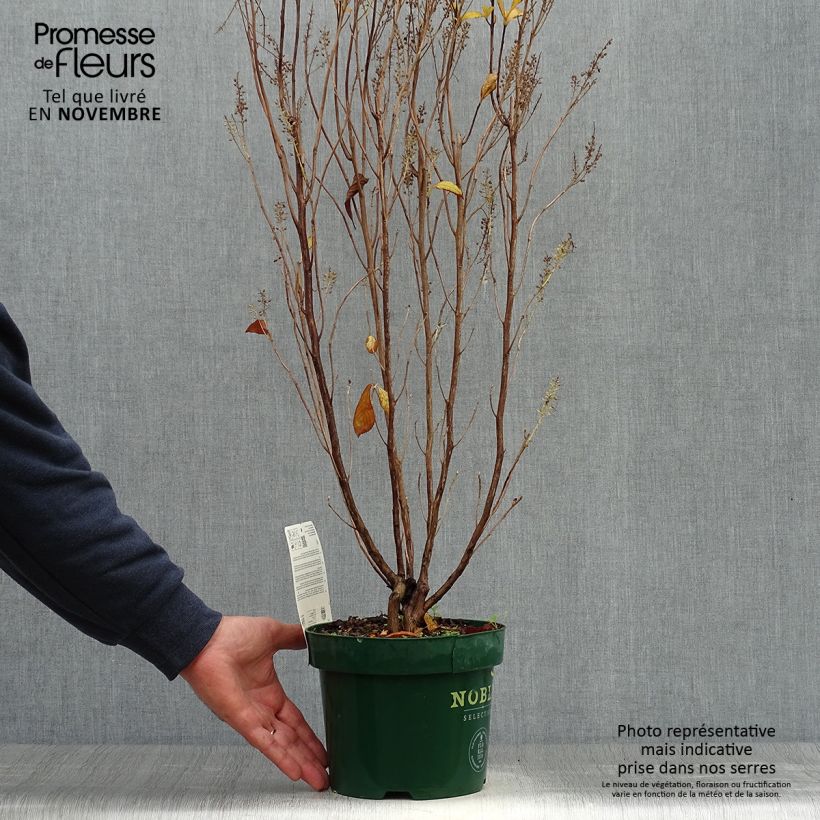 Amostra de Clethra alnifolia Anne Bidwell Vaso de 2 L/3 L tal como entregue no outono