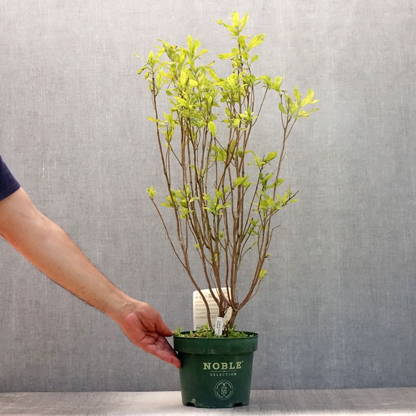 Amostra de Clethra alnifolia Anne Bidwell Vaso de 2 L/3 L tal como entregue no verão