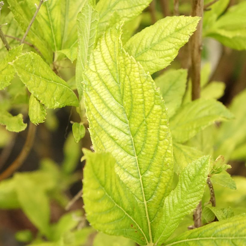 Clethra alnifolia Anne Bidwell (Folhagem)