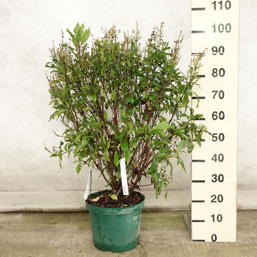 Amostra de Clethra alnifolia Anne Bidwell Vaso de 7,5 L/10 L tal como entregue no verão