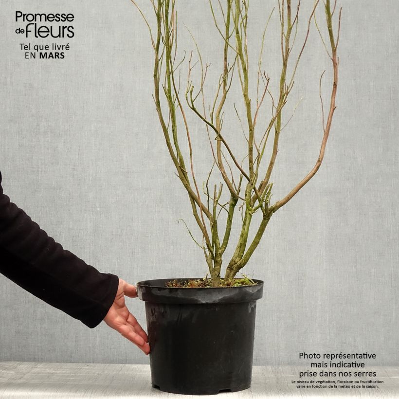 Amostra de Clethra alnifolia Anne Bidwell Vaso de 7,5 L/10 L tal como entregue na primavera