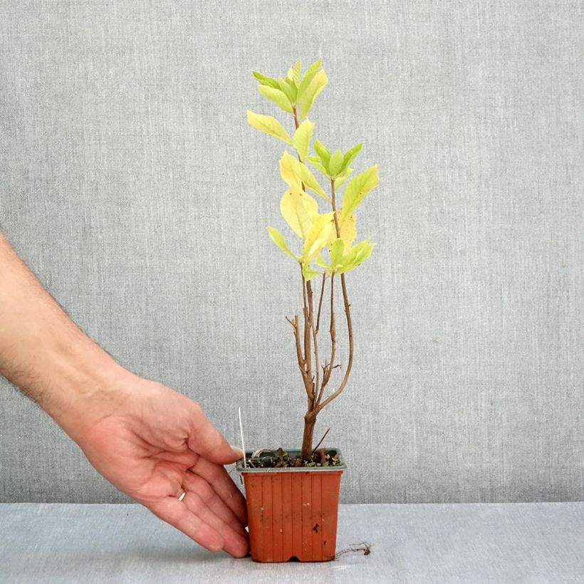 Amostra de Clethra alnifolia Vaso de 8/9 cm tal como entregue no outono