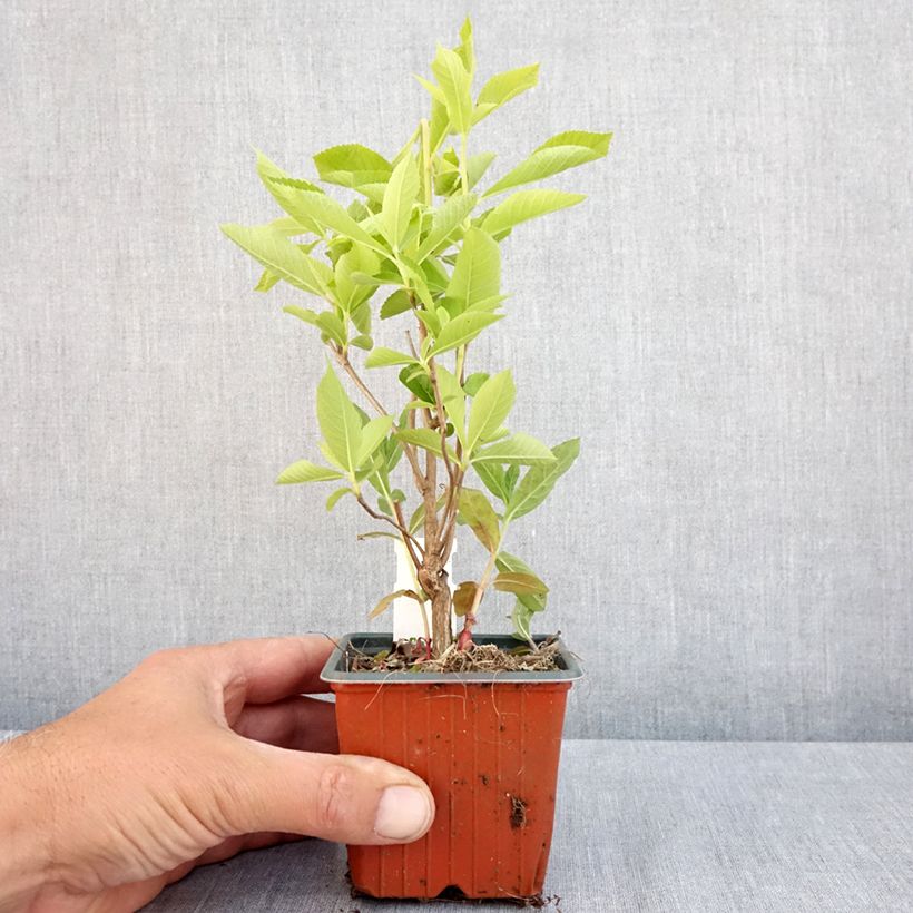 Amostra de Clethra alnifolia Vaso de 8/9 cm tal como entregue na primavera