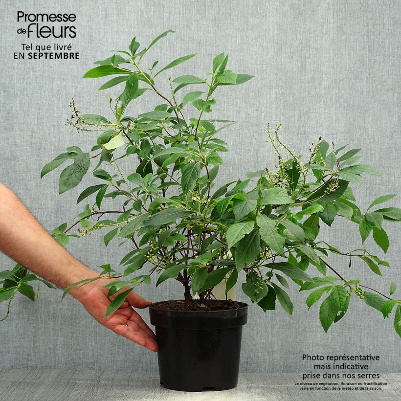 Amostra de Clethra alnifolia Hummingbird Vaso de 3 L/4 L tal como entregue no outono