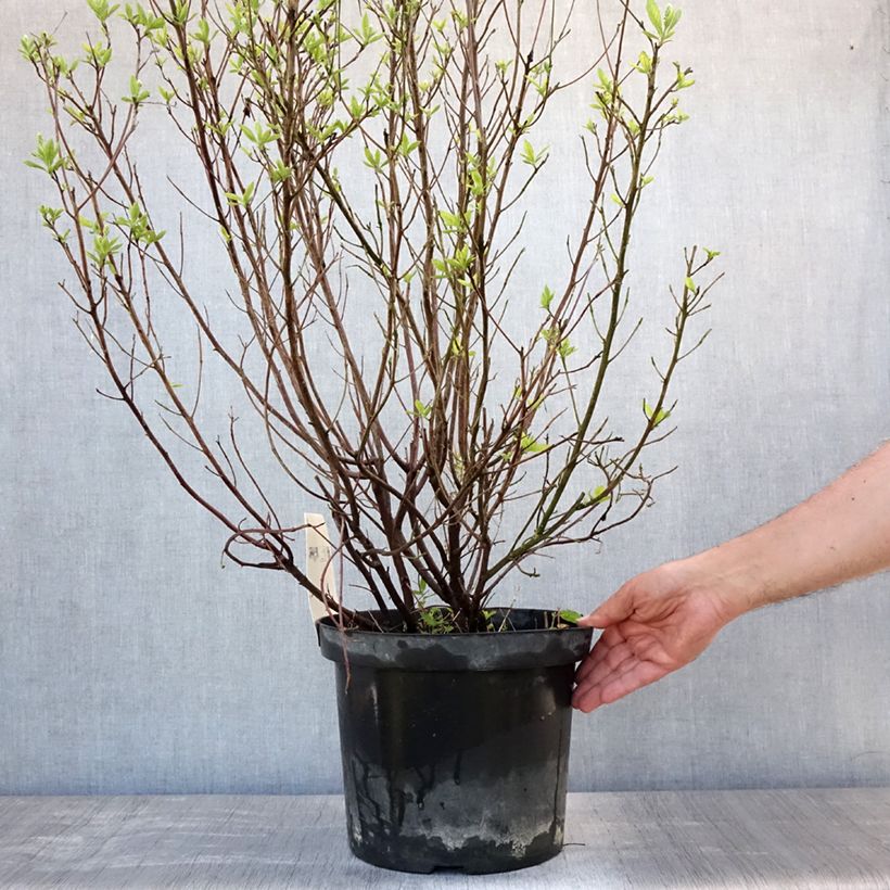 Amostra de Clethra alnifolia Hummingbird Vaso de 7,5 L/10 L tal como entregue no verão