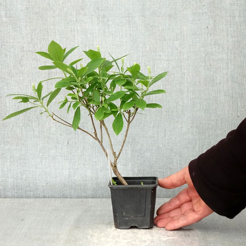 Amostra de Clethra alnifolia Hummingbird Vaso de 8/9 cm tal como entregue na primavera