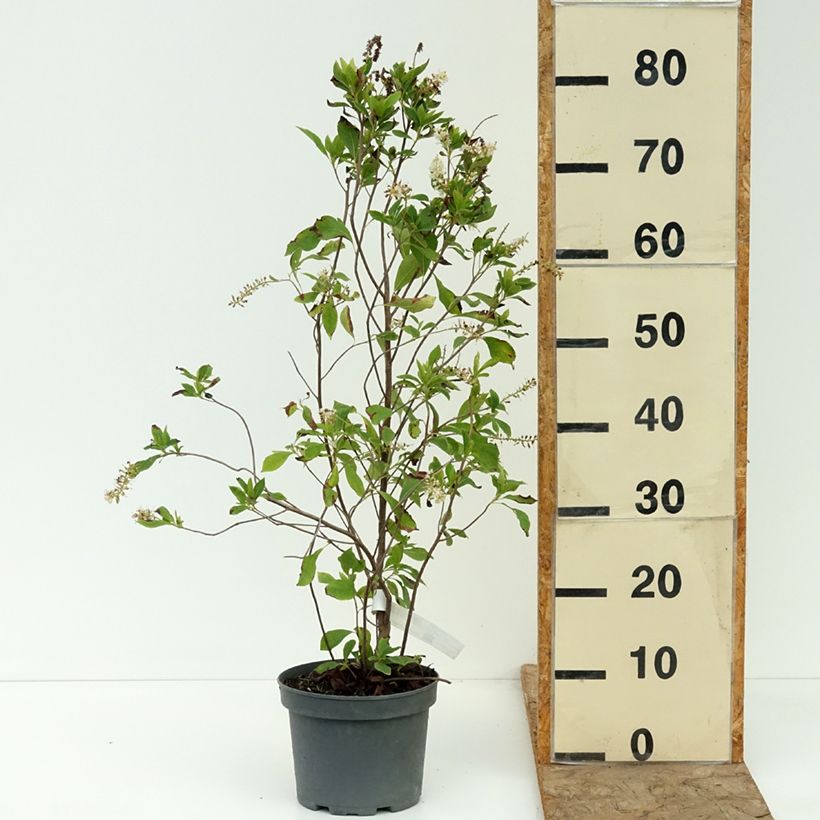 Amostra de Clethra alnifolia Pink Spire Vaso de 3 L/4 L tal como entregue no verão