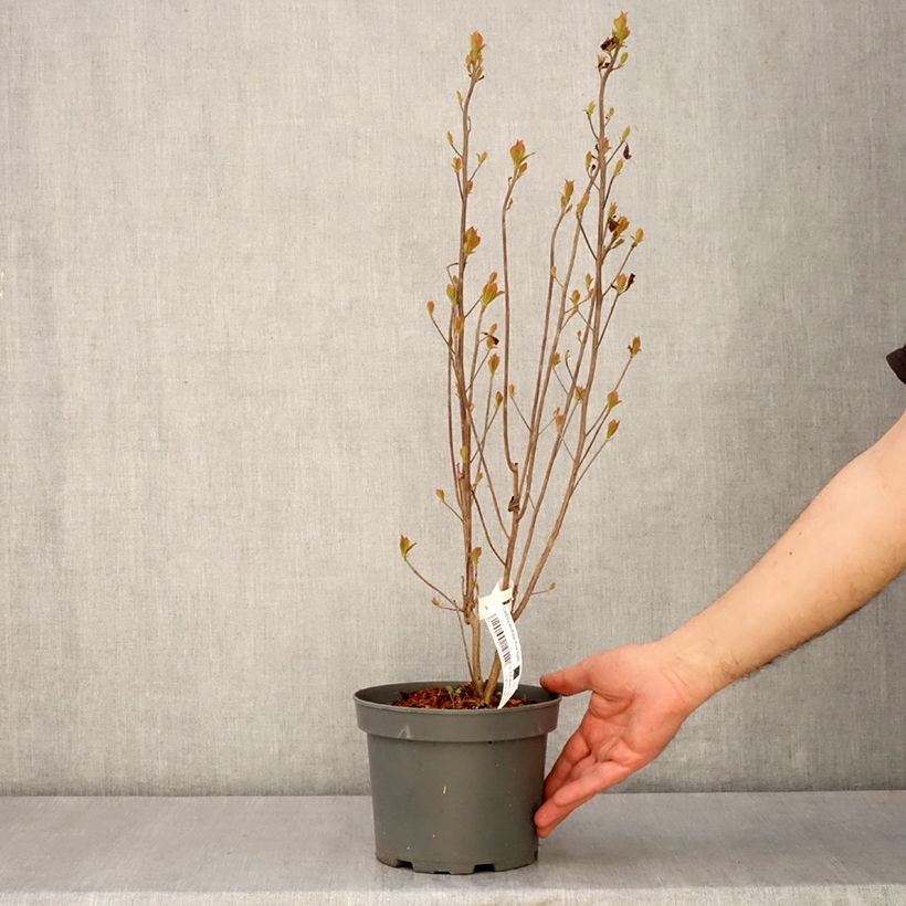 Amostra de Clethra alnifolia Pink Spire Vaso de 3 L/4 L tal como entregue na primavera