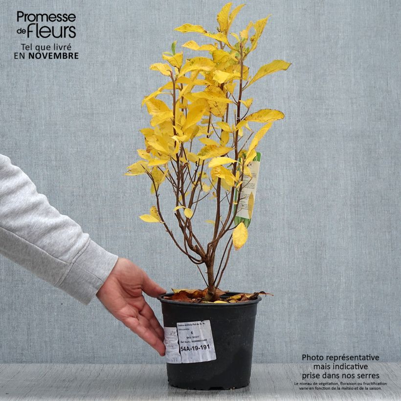 Amostra de Clethra alnifolia Vaso de 3 L/4 L tal como entregue no outono