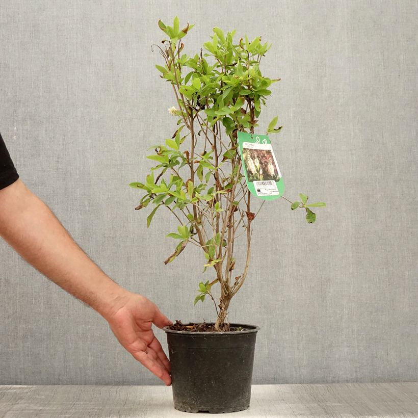 Amostra de Clethra alnifolia Vaso de 3 L/4 L tal como entregue no verão