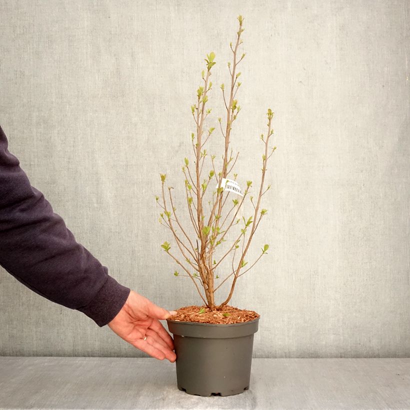 Amostra de Clethra alnifolia Rosea Vaso de 3 L/4 L tal como entregue na primavera