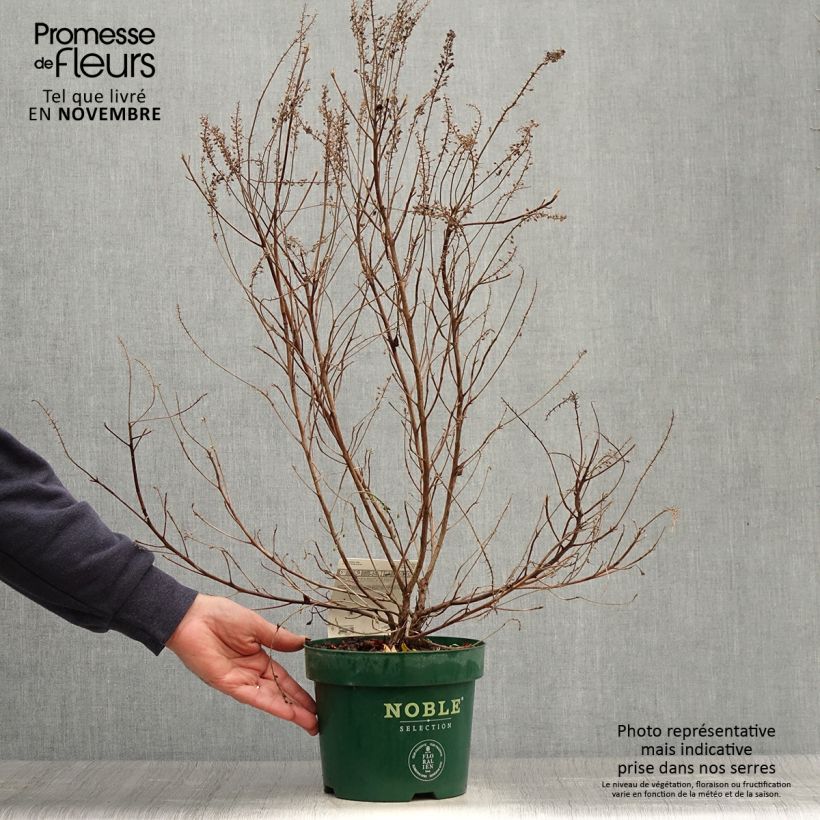 Amostra de Clethra alnifolia Sixteen Candles Vaso de 2 L/3 L tal como entregue no outono