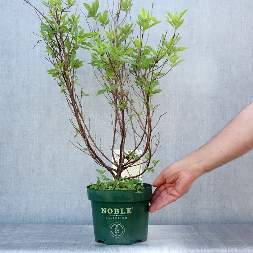 Amostra de Clethra alnifolia Sixteen Candles Vaso de 2 L/3 L tal como entregue no verão