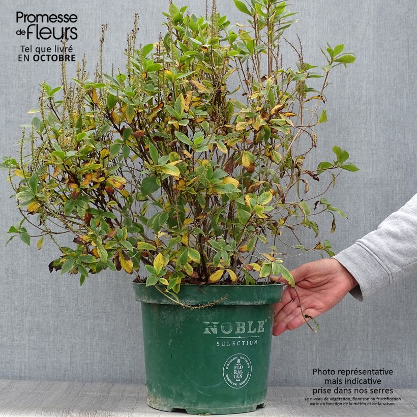 Amostra de Clethra alnifolia Sixteen Candles Vaso de 7,5 L/10 L tal como entregue no outono