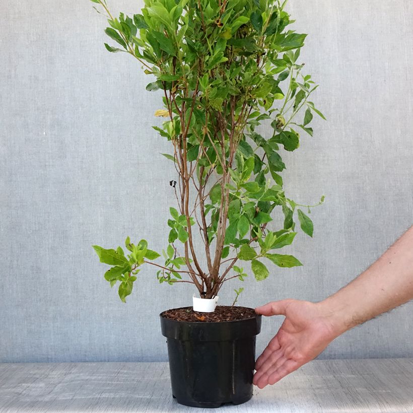 Amostra de Clethra alnifolia Vanilla Spice Vaso de 2 L/3 L tal como entregue no verão