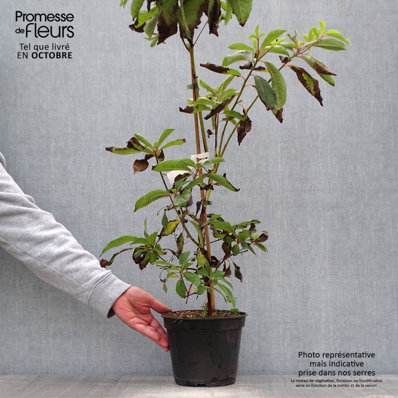 Amostra de Clethra barbinervis Great Star Minbarb Vaso de 4 L/5 L tal como entregue no outono
