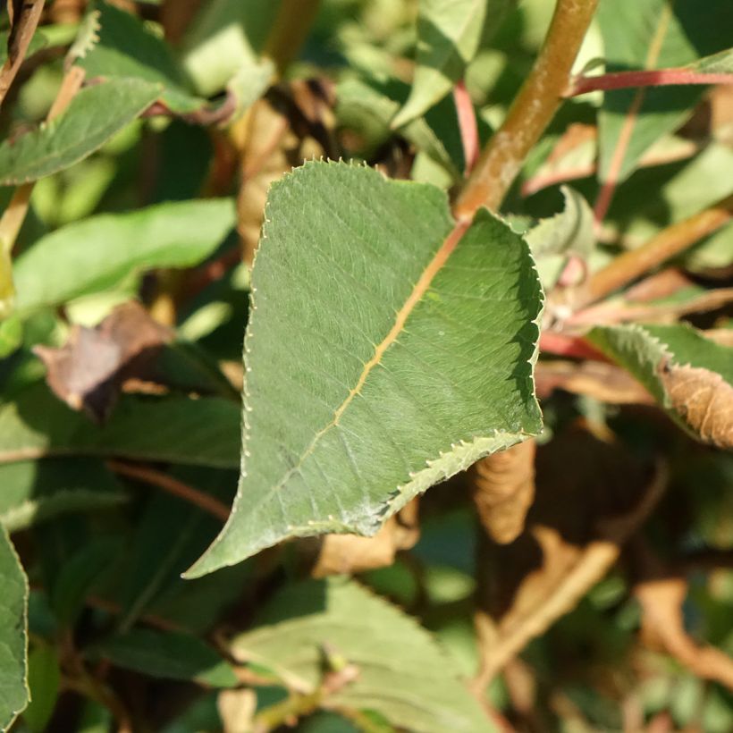 Clethra barbinervis Great Star Minbarb (Folhagem)